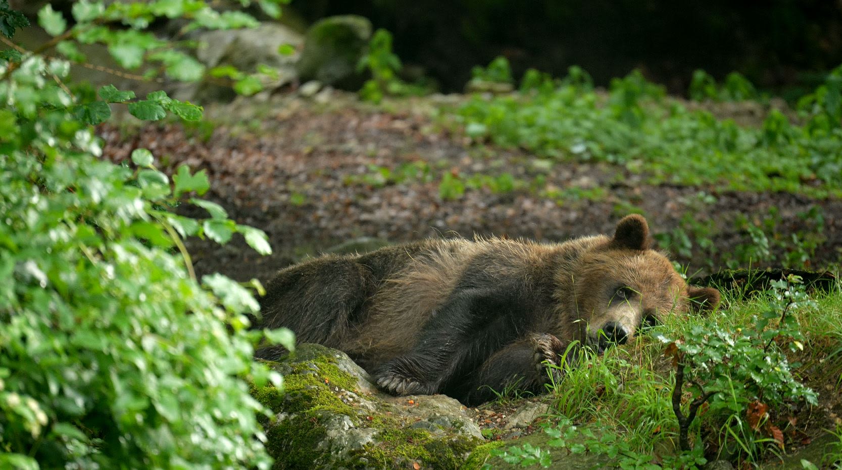 A bear at Belpark, Spormaggiore. /CGTN Europe