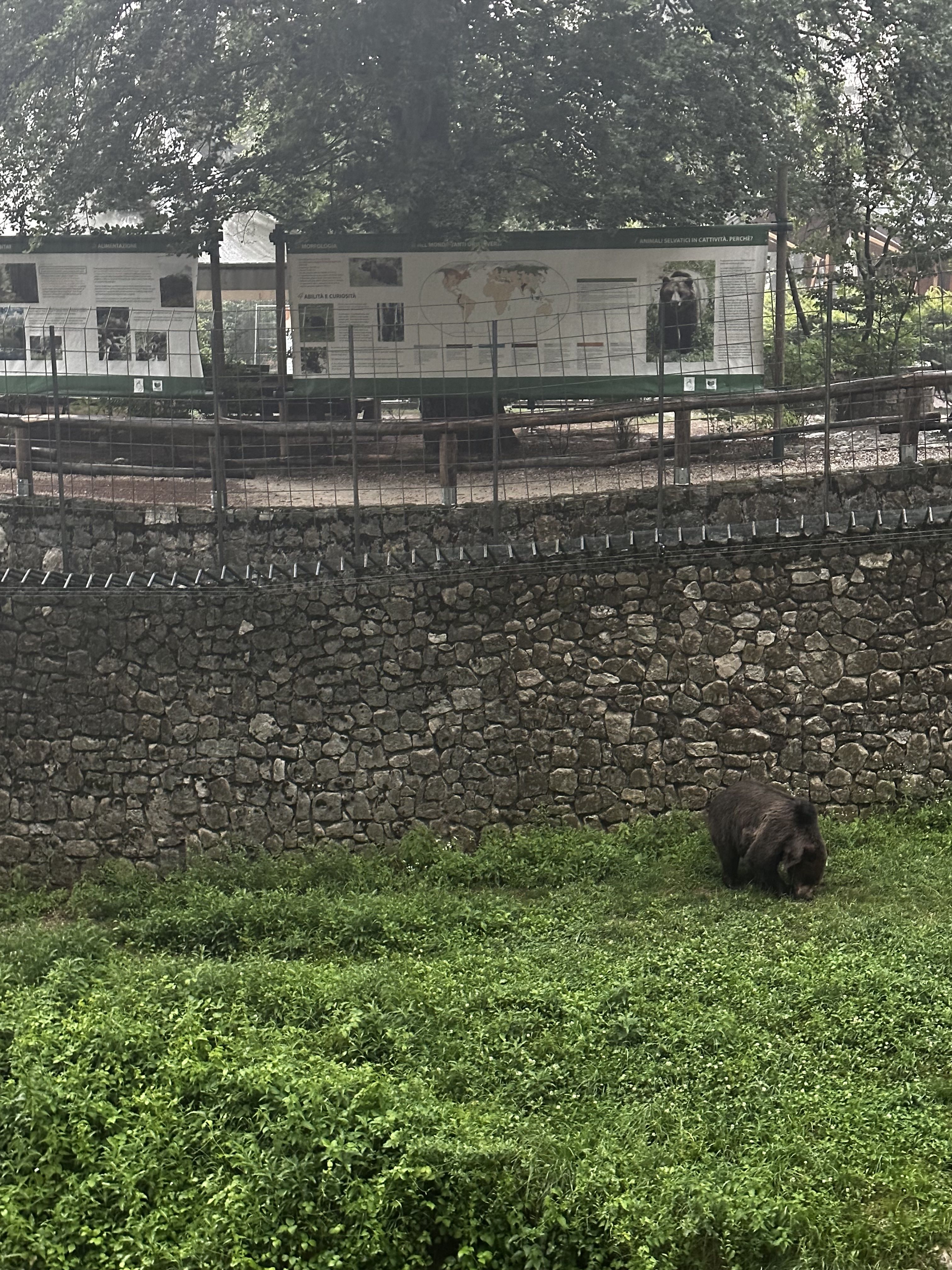 Belpark bear enclosure. /CGTN Europe