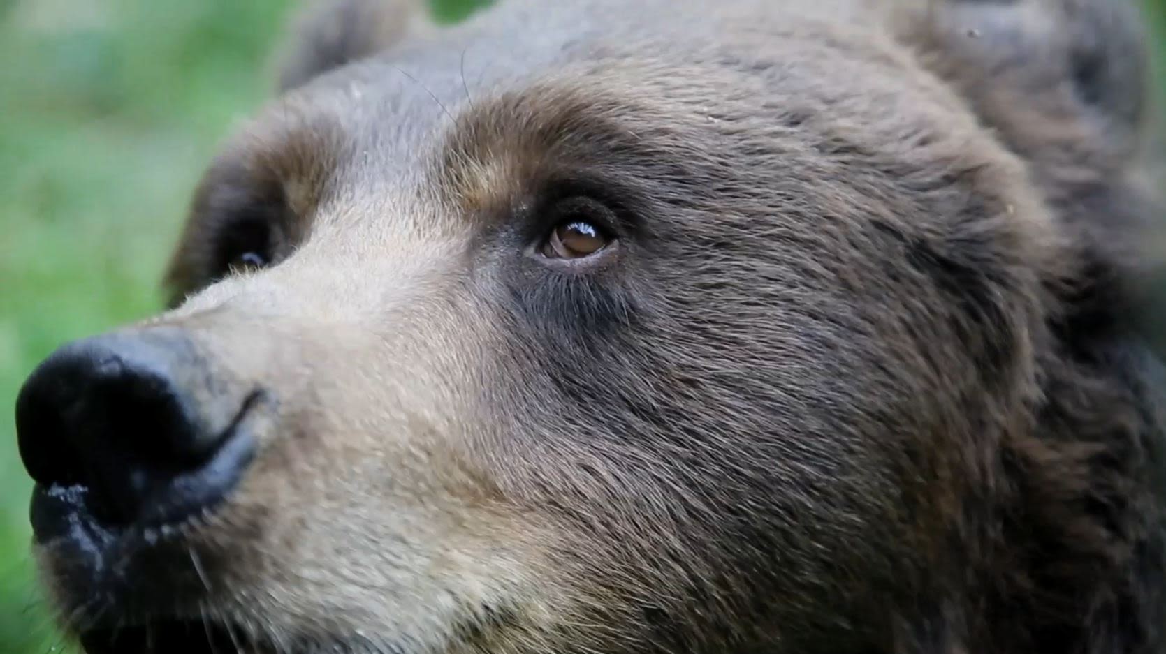 Bears: Beautiful but deadly. /Life Ursus Project